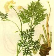 Ligusticum 
